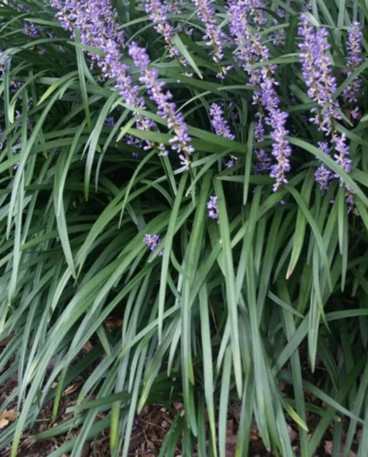 Liriope Plant Starter Plugs 25 Rooted "Monkey Grass" Lilyturf for Ground Cover, Borders, Ornamental Gardens, Liriope muscari