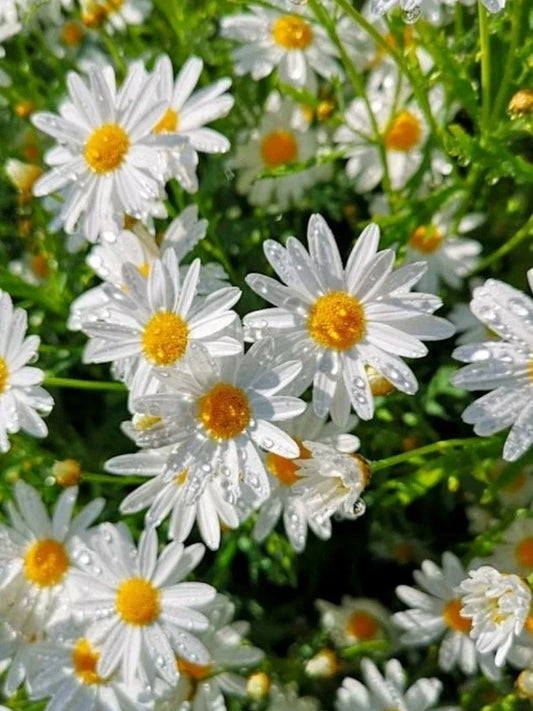 Organic Shasta Daisy Seeds Pack | Heirloom Leucanthemum × superbum | Perennial Flower for Gardens & Borders
