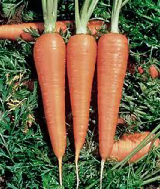 Organic Danvers 126 Heirloom Carrot Seeds - Non-GMO, Daucus carota, 50+ Premium Seeds for Home Garden, Crisp & Sweet Root Vegetable