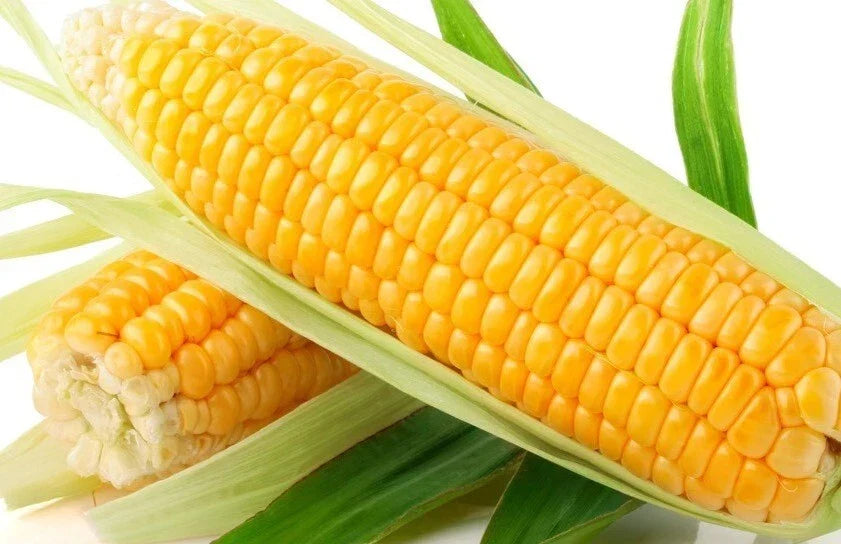 Sweet Golden Bantam Corn Seeds – Organic Heirloom, Non-GMO, 500+ Zea mays Seeds for Home Garden & Farming
