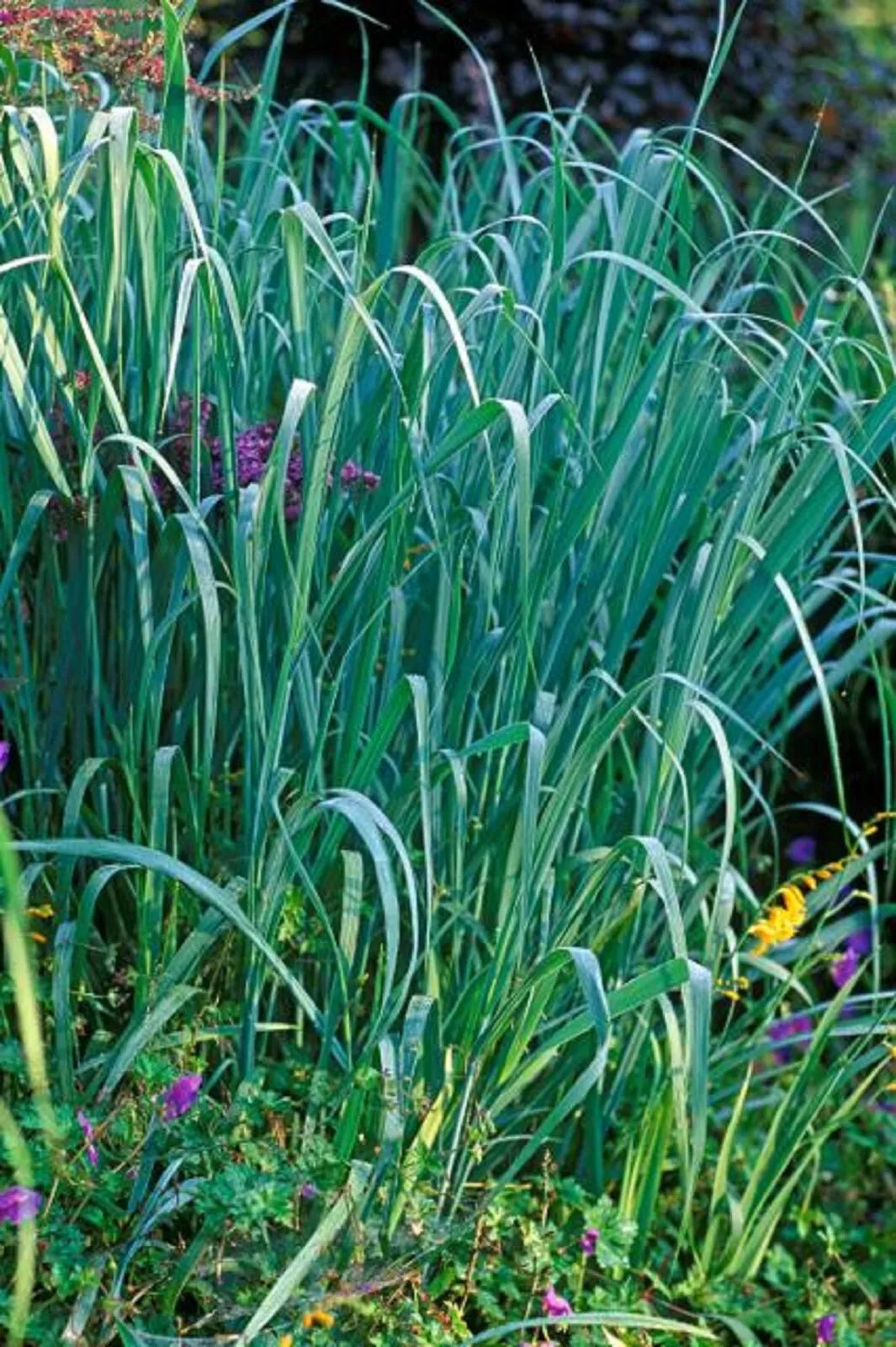 Dallas Blue Ornamental Grass - 3 Live Sprouting Clumps - Schizachyrium scoparium 'Dallas Blues' - Drought Tolerant Garden Plant