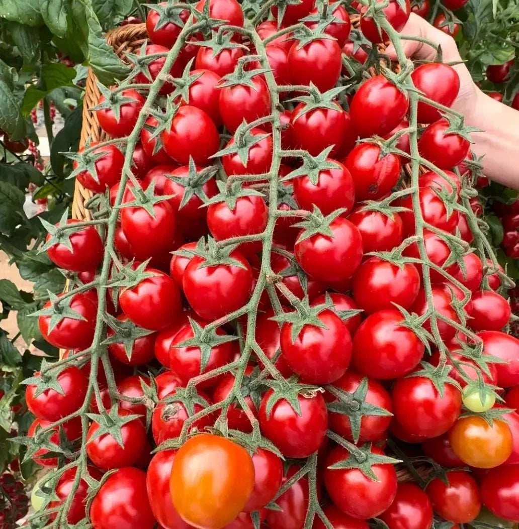 Waterfall Tomato Seeds - Organic Heirloom, High Yield, Sweet Juicy Fruit, Solanum lycopersicum, 100+ Seeds, Non-GMO, Garden Planting