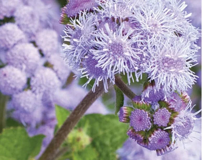 Ageratum Flower Seeds 1,000 Seeds Blue Planet Ageratum houstonianum for Vibrant Garden Blooms