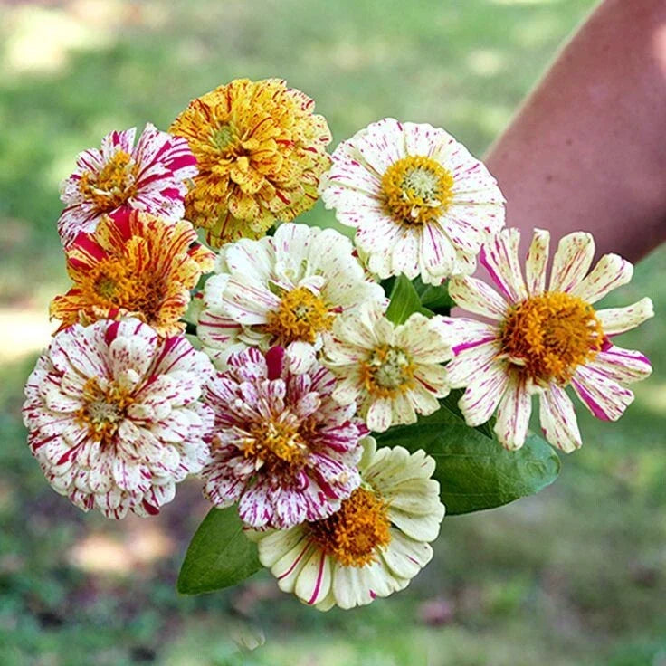 Zinnia Flower Seeds Mix - 150 Non-GMO Heirloom Candy Striped Double Blooms - Zinnia elegans Annual for Garden, Borders, Cut Flowers