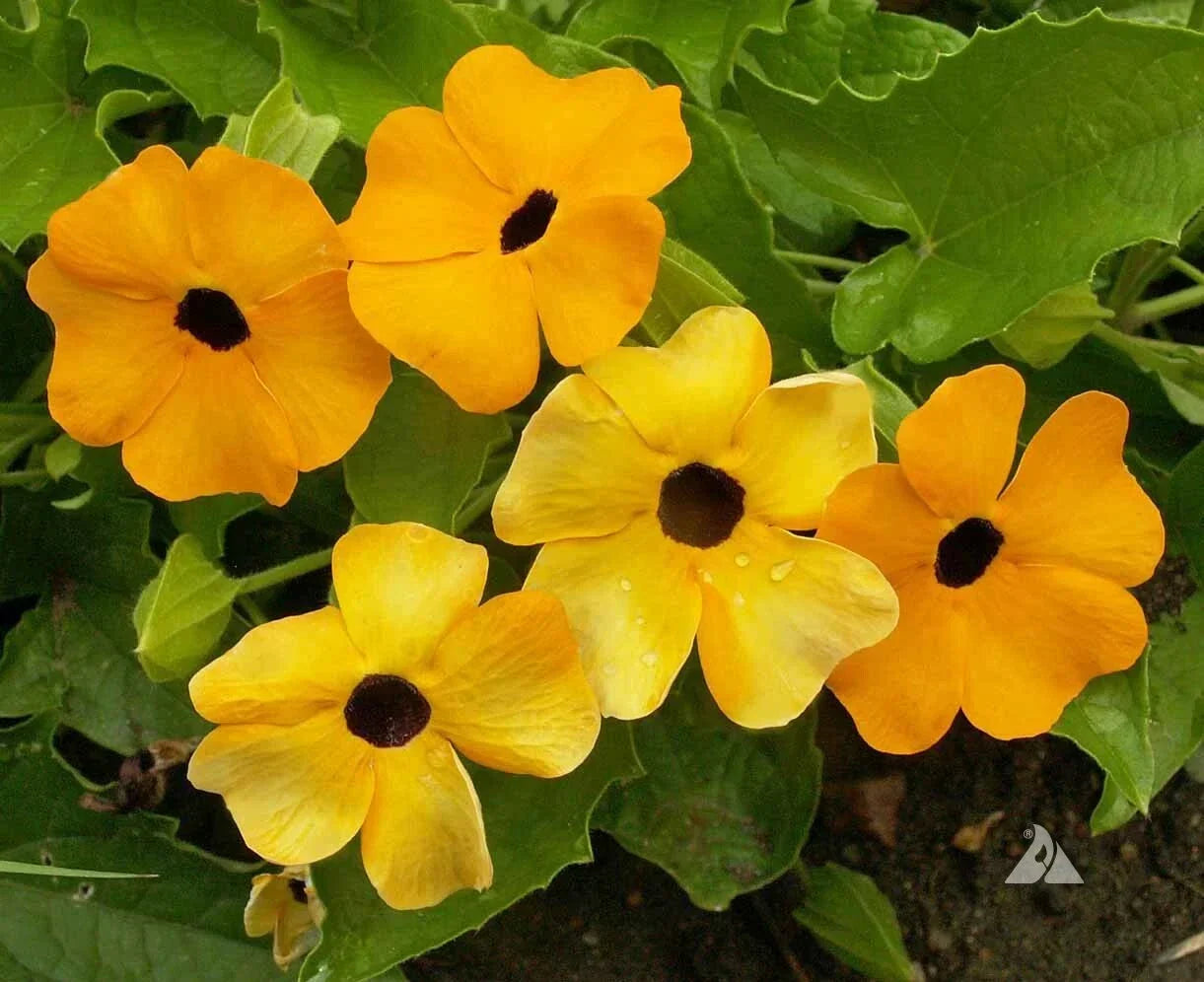 Black Eyed Susan Vine Seeds - Mixed Colors, Climbing Perennial, Non-GMO, 50 Seeds, Attracts Pollinators, Thunbergia alata