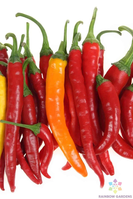 Jwala Finger Hot Pepper Seeds Pack of 25+ | Capsicum annuum | Spicy Culinary Peppers for Garden Planting