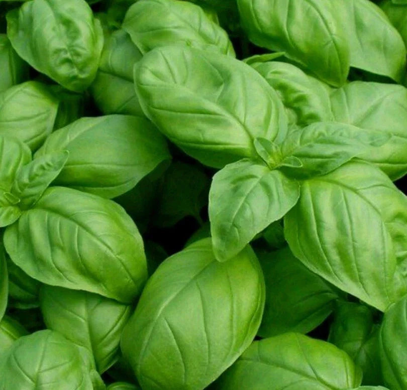 Genovese Basil Seeds Pack of 1000 - Open Pollinated, Non-GMO - Ocimum basilicum Herb for Culinary & Gardening