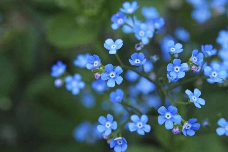 Forget Me Not Seeds 100 Count Blue Flowers Myosotis Sylvatica Perennial Garden Plant