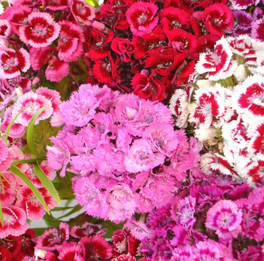 Sweet William Mix Seeds | Dianthus barbatus | Red and Pink Carnation Flower Seeds for Garden, Borders, Containers