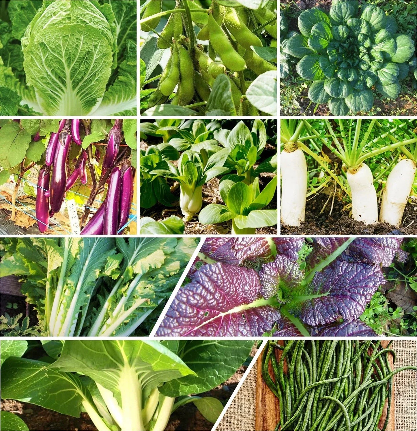 Asian Vegetable Seeds Mix - 10 Non-GMO Heirloom Seed Pack for Organic Gardening, Home Garden, Culinary Vegetables