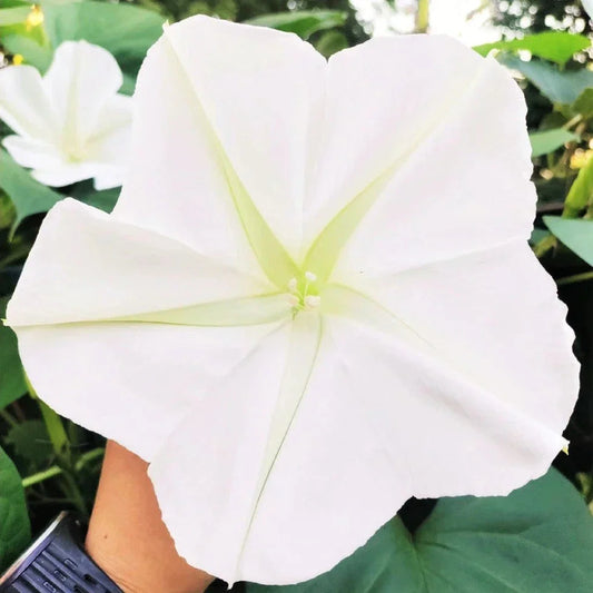Moon Flower Seeds – Large Tropical Ipomoea Alba Climbing Vine for Night Blooming Fragrant Flowers