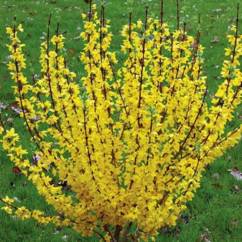 Forsythia Rooted Cuttings – 5 Fast Growing Plants – Bright Yellow Blooms – Forsythia x intermedia 'Mindor' – Garden Plants