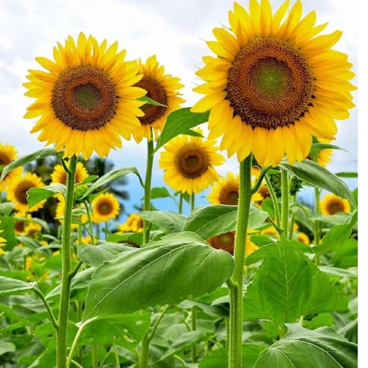 Mammoth Grey Striped Sunflower Seeds – Heirloom, Non-GMO, Large Flower, Helianthus annuus, Attracts Pollinators, 20+ Seeds