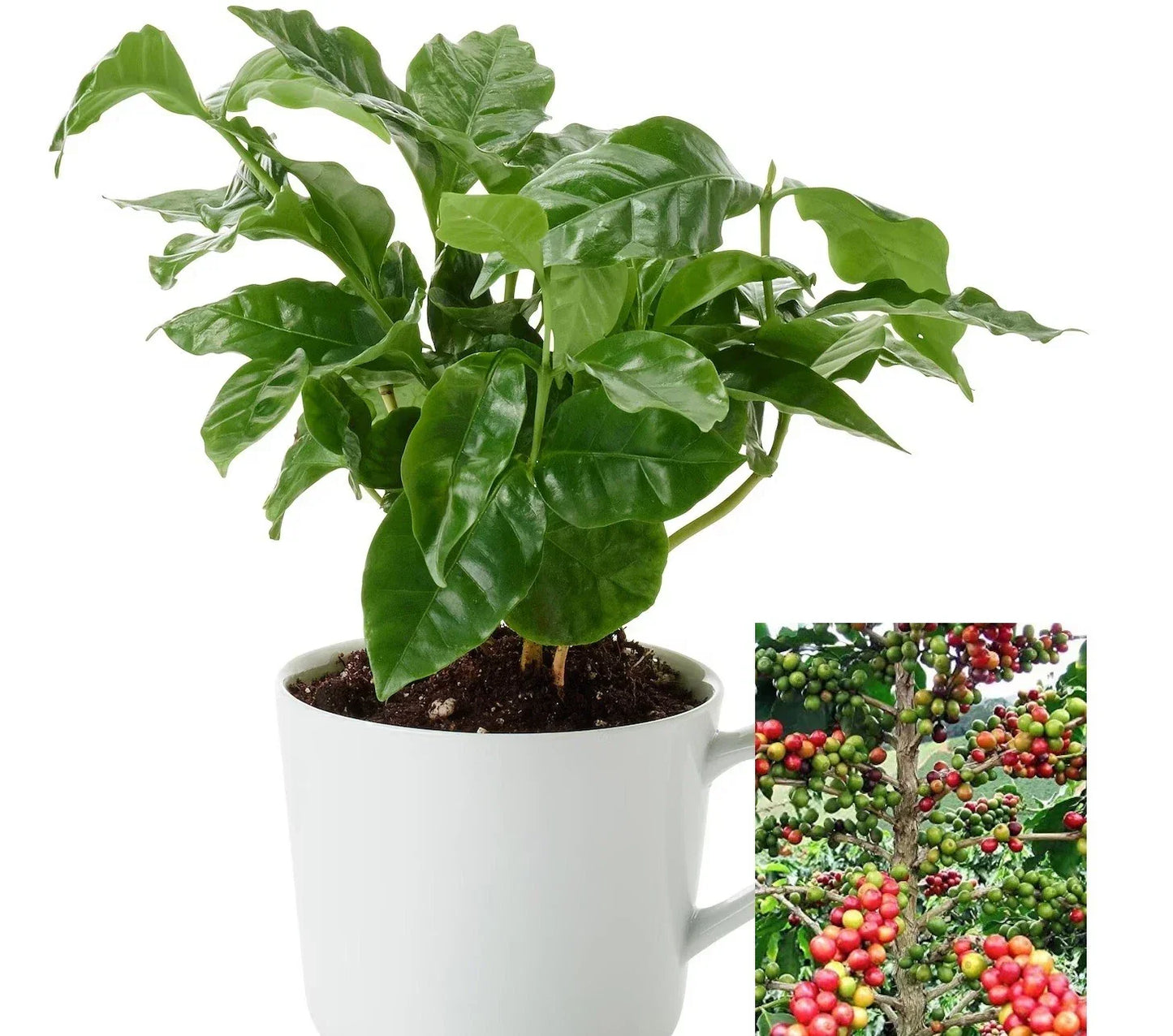 Coffee Arabica Tree Seeds – Air Purifying Houseplant, Easy Grow Coffea arabica, Indoor Gardening, Aromatic Coffee Plant, 10-110 Seeds