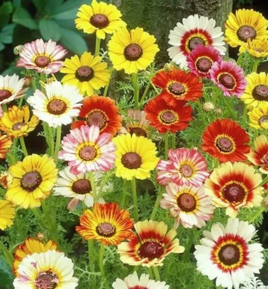 Painted Daisy Seeds - 250+ Mixed Colors - Perennial Flowers for Butterflies & Pollinators - Bellis perennis