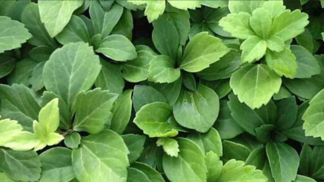 Pachysandra Terminalis Bare Root Plants 25 Pack Ground Cover Evergreen Perennial Garden Plants