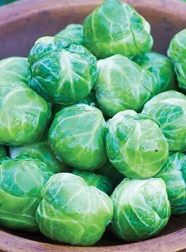 Mighty Brussels Sprouts Seeds - 500+ Non-GMO Heirloom Brassica oleracea var. gemmifera for High Yield Vegetable Gardening