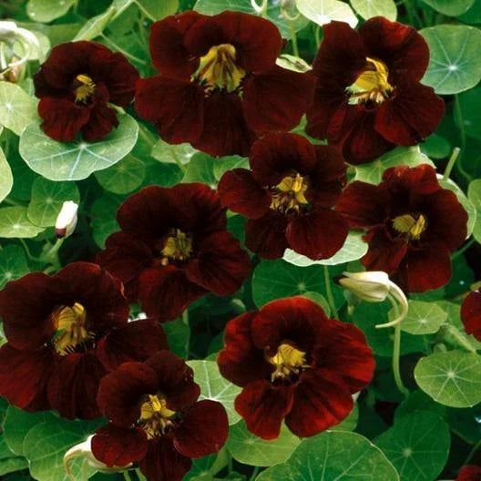 Nasturtium Seeds Black Velvet Edible Flowers Non-GMO Heirloom Tropaeolum majus 15 Pack