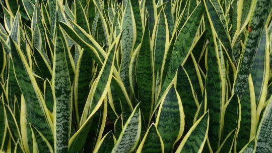 Rooted Sansevieria Snake Plant - Mother-in-Law's Tongue - Air Purifying - Dracaena trifasciata - 6-Inch Pot