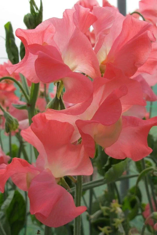 Marjorie Carrier Sweet Pea Seeds - 50 Premium Lathyrus odoratus Flowering Vine for Garden, Trellises & Fences
