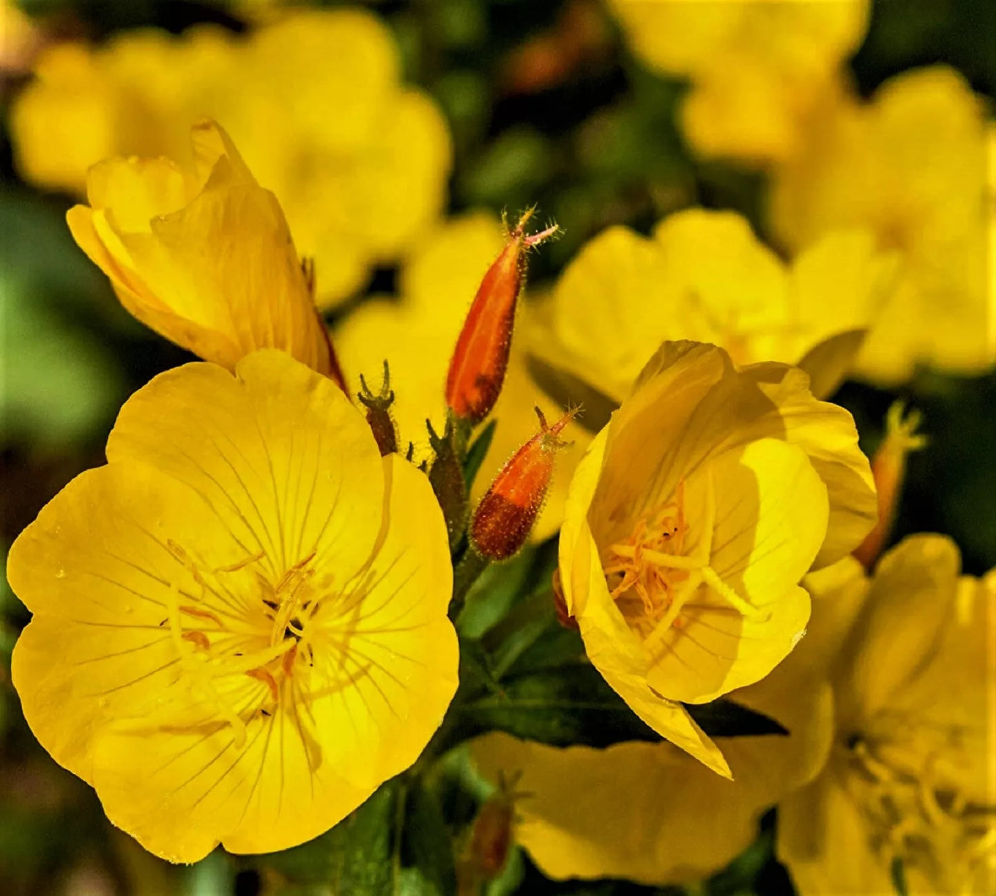 Evening Primrose Seeds 500+ Non-GMO Oenothera biennis Perennial Garden Wildflower Seeds