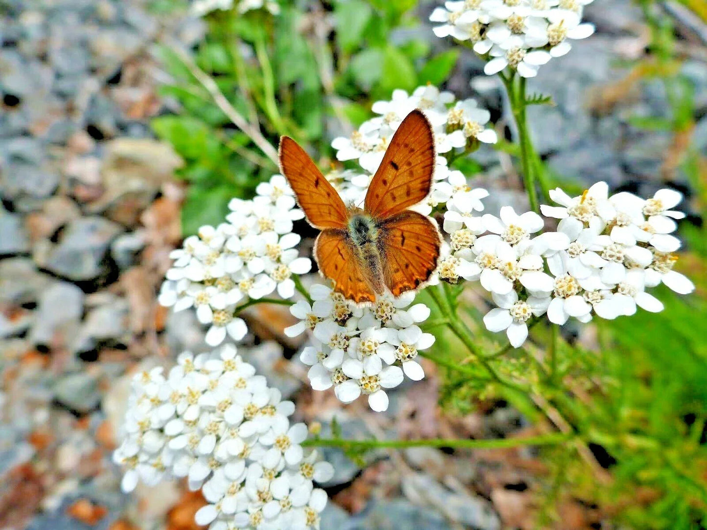 White Yarrow Flower Seeds - Achillea millefolium Perennial Wildflower, Native Pollinator Attracting Seeds, Drought-Tolerant, 1001+ Seeds