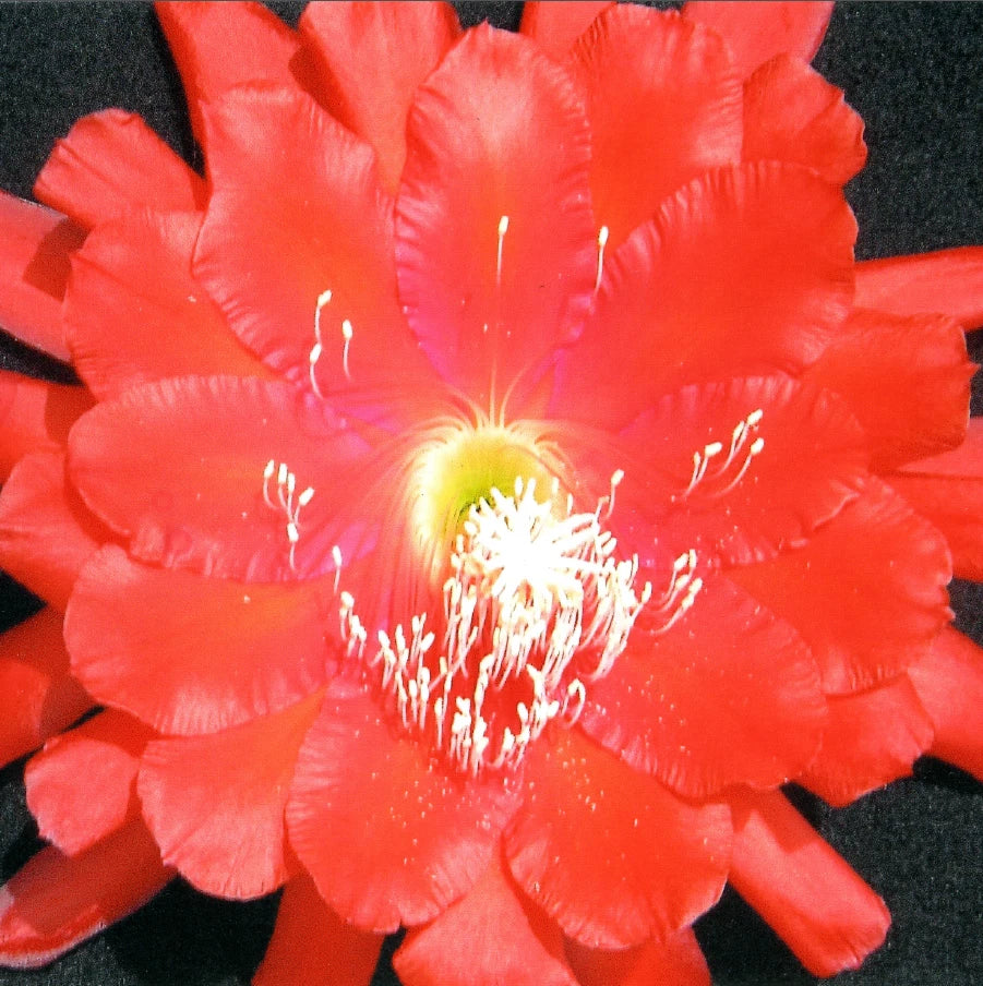 Epiphyllum Cuttings "Edith Belle" Orchid Cactus Tropical Succulent Plant Don's Cuttings