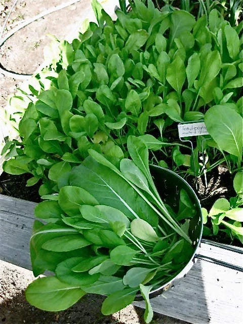 Komatsuna Japanese Green Seeds - Brassica rapa var. perviridis, Easy to Grow, Mild & Tender Leafy Green, 200 Seeds
