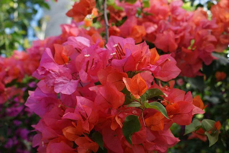 Bougainvillea Starter Plant - ROSENKA Variety - Live Well Rooted Bougainvillea spectabilis for Garden, Patio, Container, USA Seller