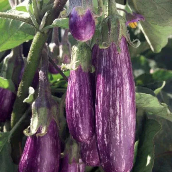 Galaxy of Stars Eggplant Seeds - Organic, Non-GMO, Heirloom Variety, 40 Seeds, Solanum melongena, Purple & White Striped Fruit