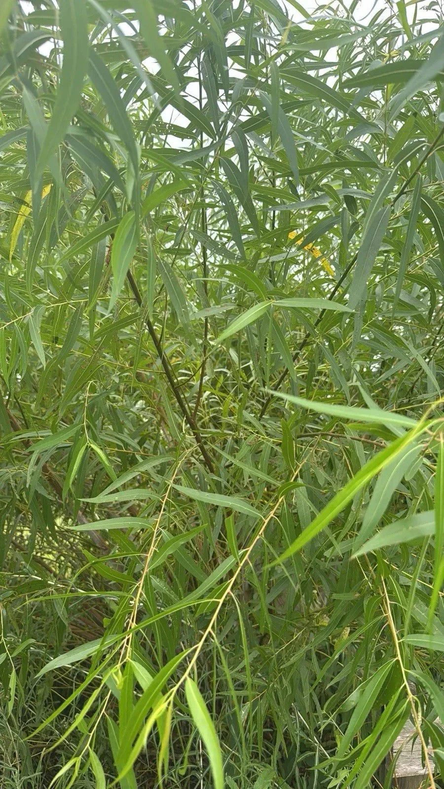25 Unrooted Black Willow Cuttings | Salix Nigra Ornamental Privacy Tree for Landscaping