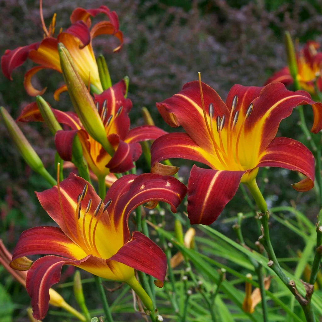 Daylily Bare Root Plants - Autumn Red Hemerocallis - Vibrant Flowering Perennial for Garden Beds