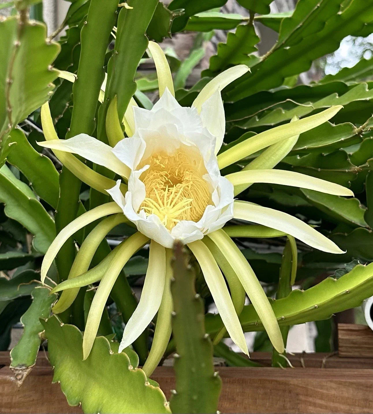 Dragon Fruit Cuttings 8-10 Inch, 3 Pack, Pitaya Varieties, Hylocereus spp., Exotic Fruit Plant Propagation