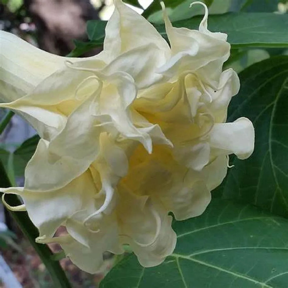 Triple Cream Angel Trumpet Seeds - Brugmansia spp. - Fragrant White Flowers for Garden, Container Planting, 10 Pack