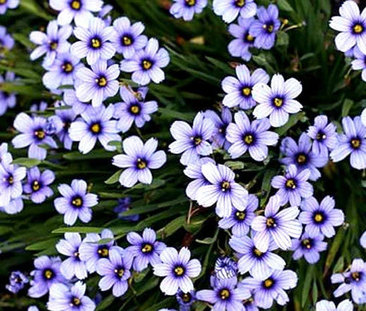 Blue Eyed Grass Seeds 1,000 Bulk Sisyrinchium bellum Wildflower Garden Planting for Naturalized Areas