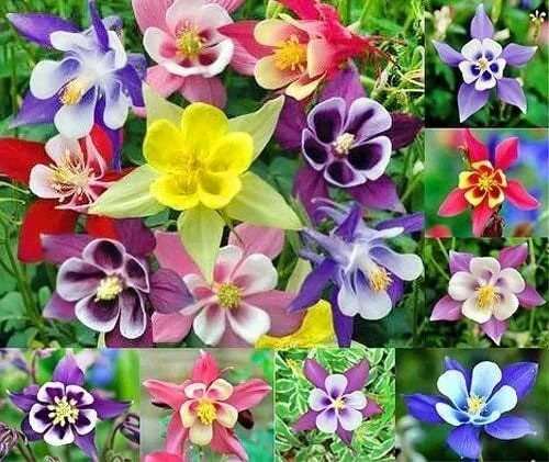 Multicolor Columbine Seeds 100 Non-GMO Aquilegia caerulea Garden Flower for Borders & Pollinators