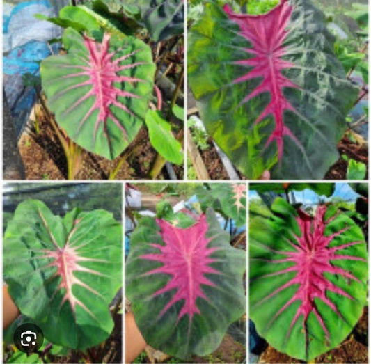 Madeira Star Elephant Ear Plant - Small Rooted Starter - Colocasia esculenta - Tropical Foliage for Indoor & Outdoor Gardens