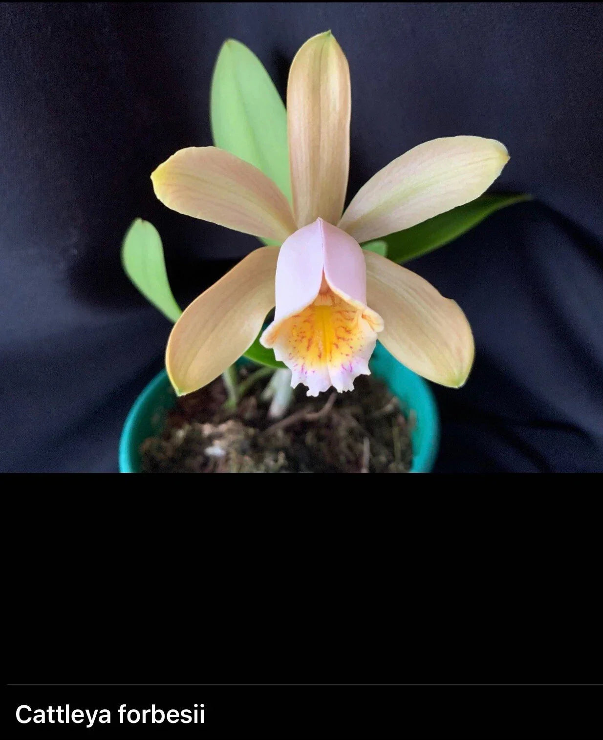 Cattleya Forbesii Orchid Bare Root Exotic Blooms Orchidaceae Plant for Collectors and Enthusiasts