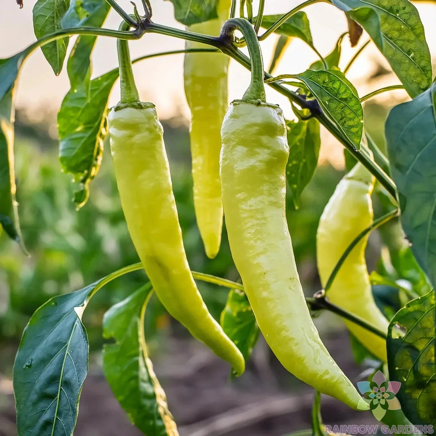 Sweet Banana Pepper Seeds - 25+ Count, Non-GMO, Heirloom, Capsicum annuum, for Garden & Container Planting