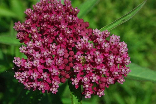 50 Seeds Swamp Milkweed Pink Red Rose Asclepias incarnata Butterfly Attracting Pollinator Garden Plant