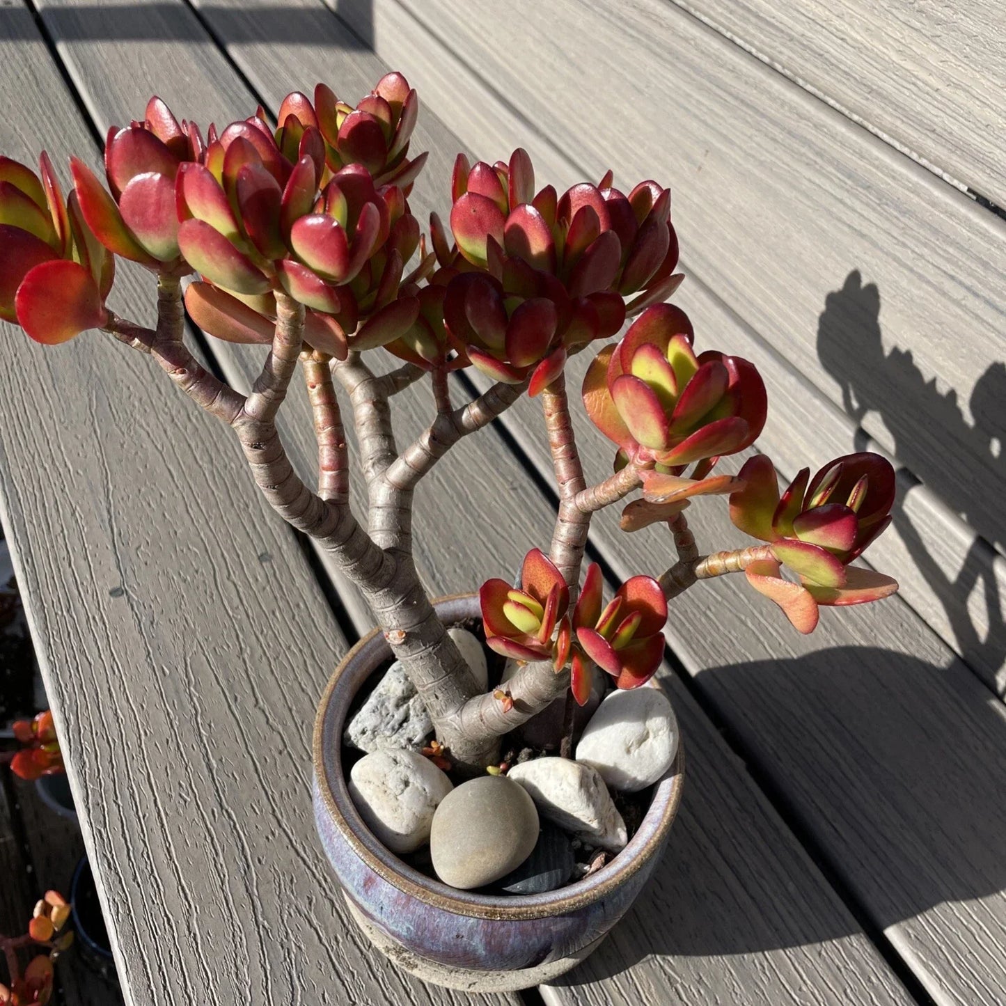 Rare Red Akai Jade Succulent Bonsai Tree - Crassula Ovata, 8-10 Inches, Drought-Tolerant, Indoor & Outdoor Plant