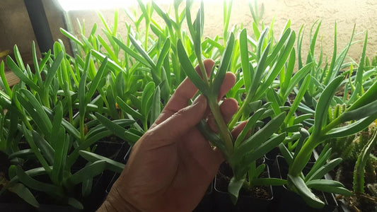Live Cooper's Ice Plant Cuttings - 7 Coastal Pig Face Succulents, 3-4 Inches Tall, Drought Tolerant Delosperma cooperi for Gardens and Containers