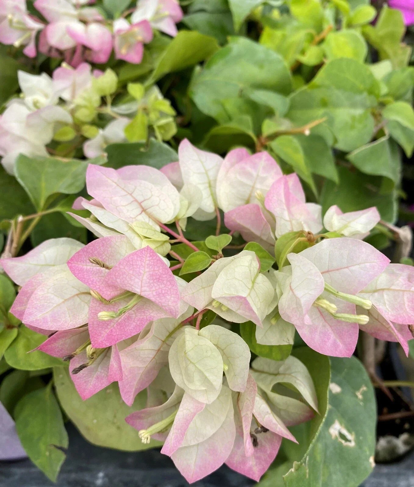 Yani's Delight Bougainvillea Starter Plant – Vibrant Color, Well Rooted, Tropical Garden Beauty, Bougainvillea spectabilis, USA Seller
