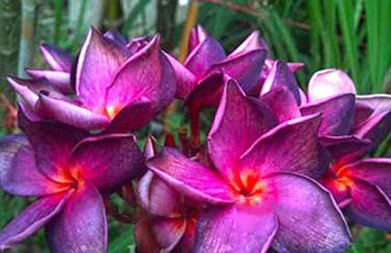 Plumeria Seeds - 5 Bright Purple Pink Flower Seeds - Perennial Tropical Plant - Frangipani (Plumeria spp.)