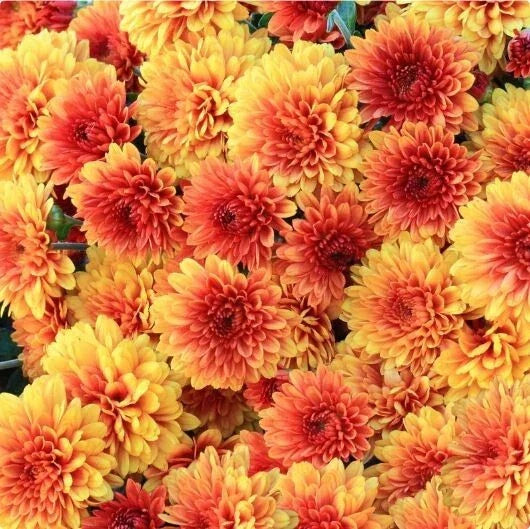 Honeyed Blaze Mum Seeds - 200+ Chrysanthemum morifolium Annual Flower Seeds for Gardens, Borders, and Containers