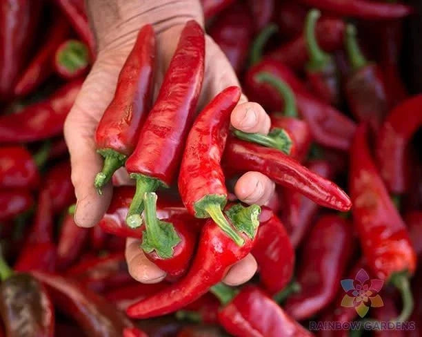 Chimayo Chile Hot Pepper Seeds - 25+ Pack, Capsicum annuum, Spicy Culinary Garden Seeds for Home Growing