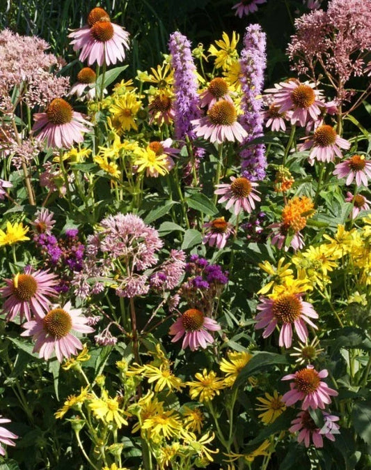 Native Flower Mix for Monarch Butterflies - Non-GMO Milkweed Seeds - 1000 Seeds - Wildflower Seeds for Pollinators and Butterfly Gardens