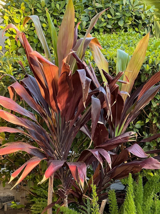 Hawaiian Ti Plant 4-Inch Pot Black Magic Cordyline Fruticosa Tropical Houseplant, Exotic Indoor Plant, Low Maintenance, Black Foliage