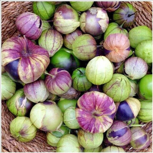 Organic Purple De Milpa Tomatillo Seeds – 50+ Non-GMO, Easy-to-Grow Annual Vegetable for Container Gardening – Physalis ixocarpa