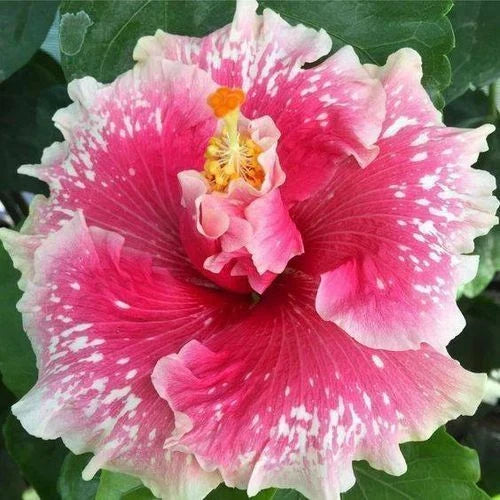 Pink White Hibiscus Seeds - 20 Perennial Flower Seeds for Garden Beds & Containers - Hibiscus rosa-sinensis